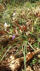 Delphinium consolida paniculatum