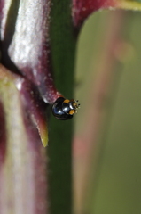 Parexochomus nigromaculatus