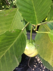 Dillenia philippinensis