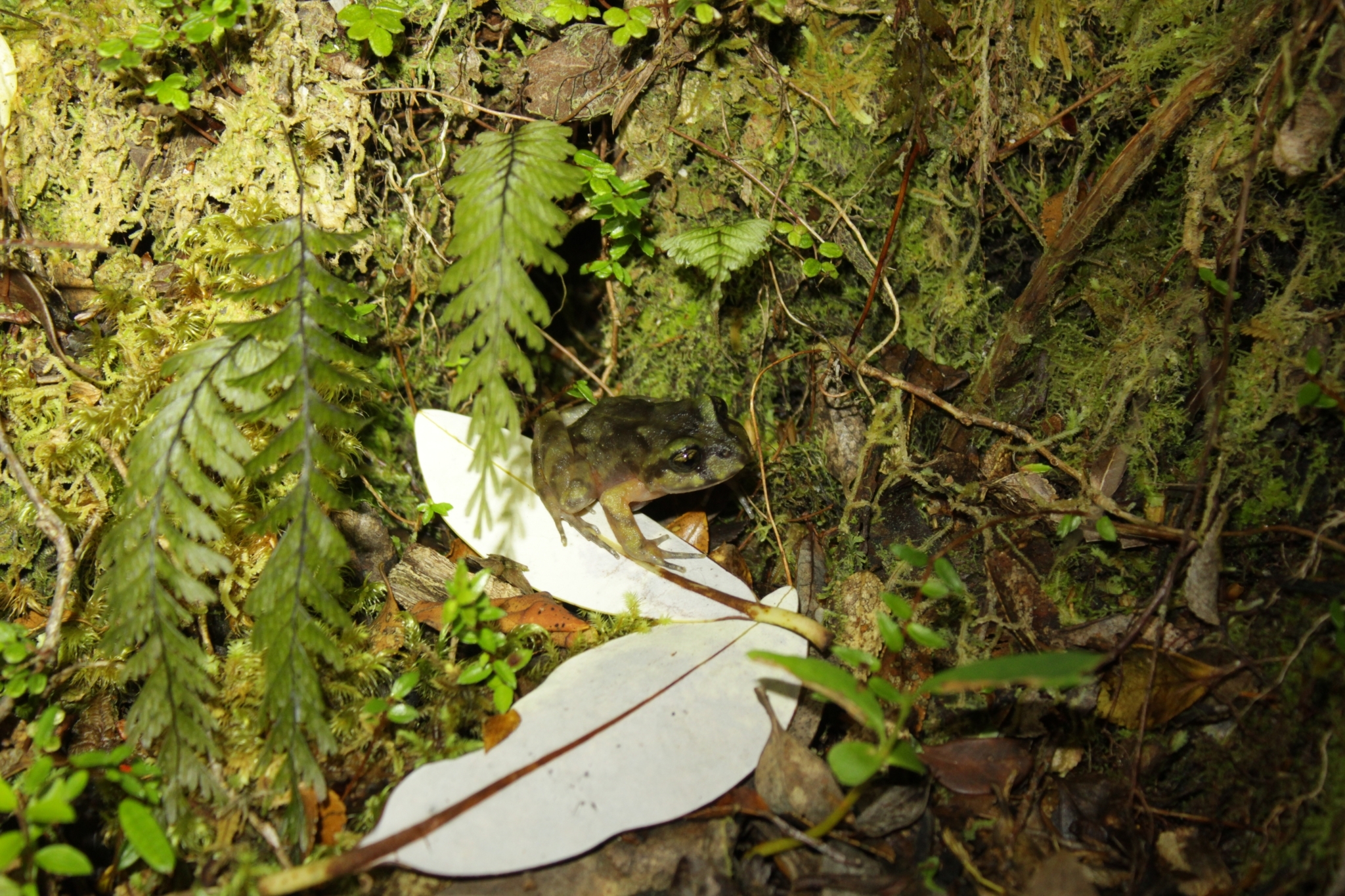 Eupsophus emiliopugini Formas, 1989