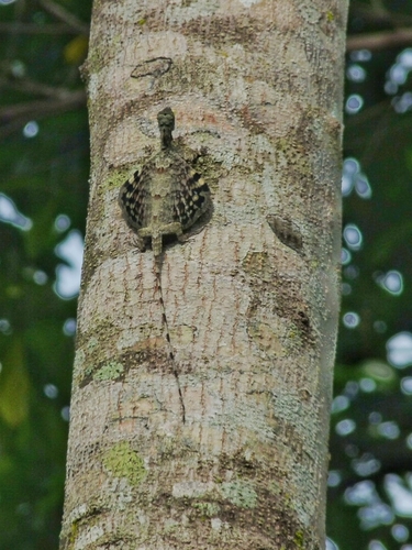 Draco sumatranus