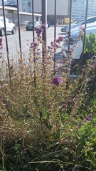 Salvia virgata