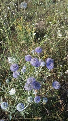 Echinops ritro ruthenicus
