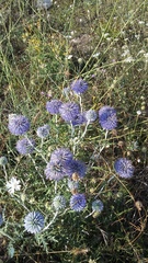 Echinops ritro ruthenicus
