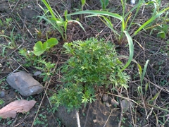 Soliva anthemifolia