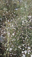 Gypsophila pallasii
