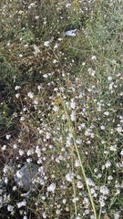 Gypsophila pallasii