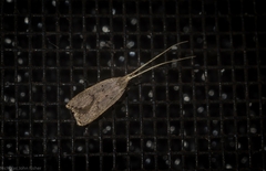 Lecithocera imprudens