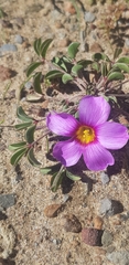 Oxalis callosa