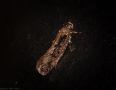 Erythrobapta haemalea