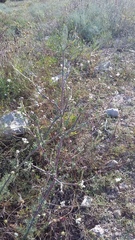 Seseli dichotomum