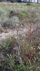 Seseli dichotomum