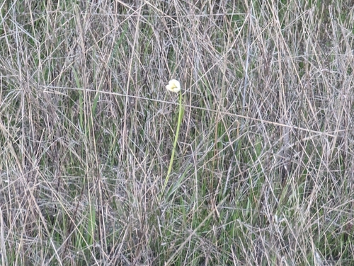 Image of Fritillaria liliacea by (c) Alexander Wentworth, some rights reserved (CC BY)