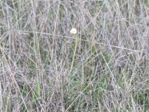 Image of Fritillaria liliacea by (c) Alexander Wentworth, some rights reserved (CC BY)