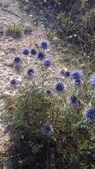 Echinops ritro ruthenicus
