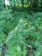 Artemisia vulgaris