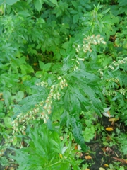 Artemisia vulgaris