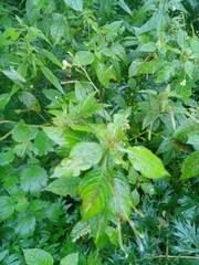 Impatiens parviflora