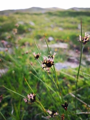 Juncus jacquinii