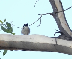 Melithreptus affinis