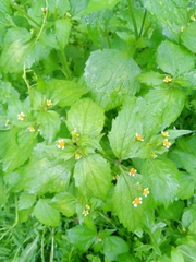 Galinsoga quadriradiata