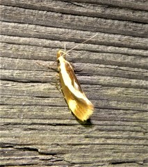 Harpella forficella