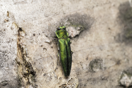 Agrilus smaragdinus