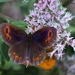 Scotch Argus - Photo (c) Marcello Consolo, some rights reserved (CC BY-NC-SA)
