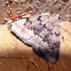 Zanclognatha dentata