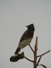 Pycnonotus cafer