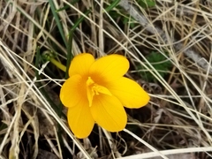 Crocus flavus, photograph (c) SteveM4560, some rights reserved (CC BY)
