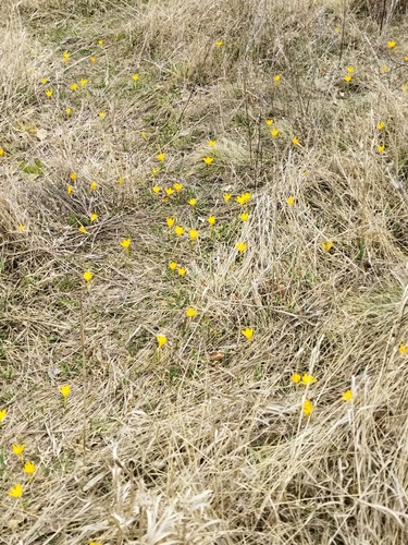 Crocus flavus, photograph 5