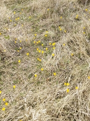 Crocus flavus, photograph (c) SteveM4560, some rights reserved (CC BY)