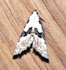 Nigetia formosalis