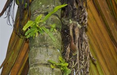 Dasia olivacea