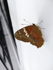 Anartia amathea