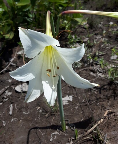 Hippeastrum elegans, photograph 6