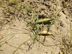 Vincetoxicum sibiricum