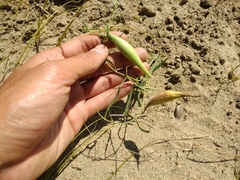 Vincetoxicum sibiricum