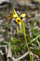 Diuris palustris