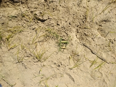 Vincetoxicum sibiricum