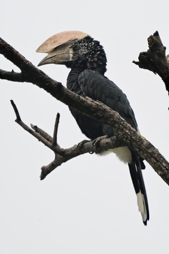 Silvery-cheeked Hornbill (Bycanistes brevis), photo 4