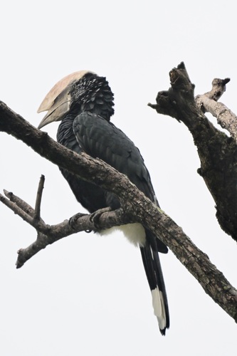 Silvery-cheeked Hornbill (Bycanistes brevis), photo 5