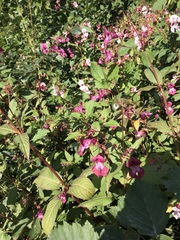 Impatiens glandulifera
