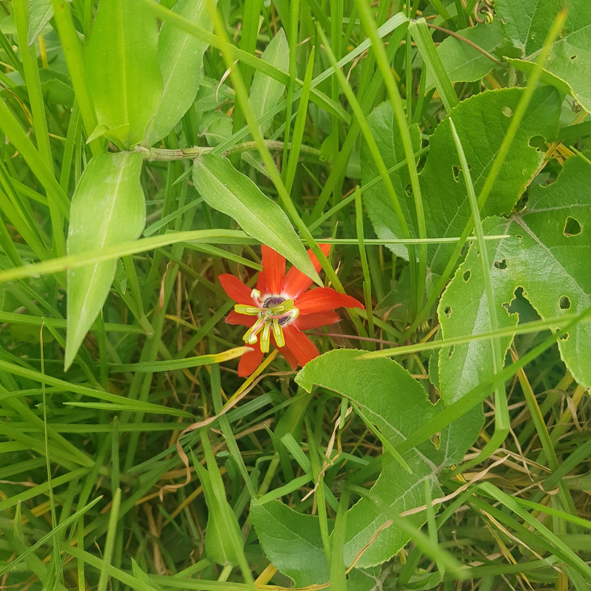 Imagem de Maracujá-vermelho