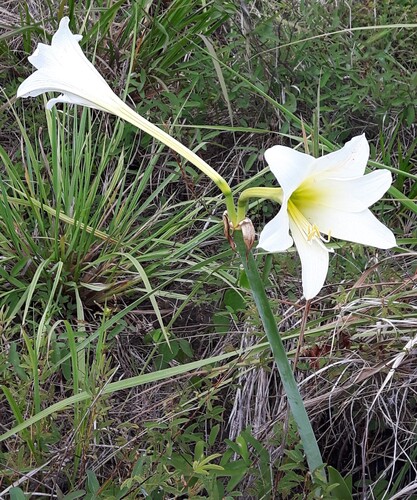 Hippeastrum elegans, photograph 5