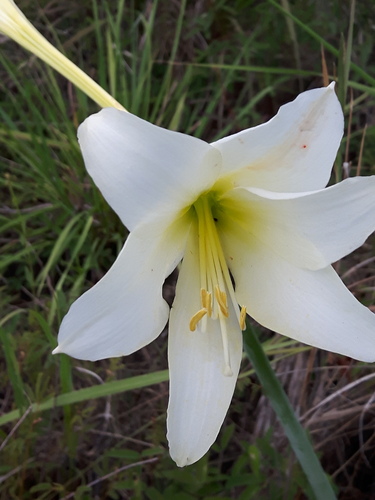 Hippeastrum elegans, photograph 3
