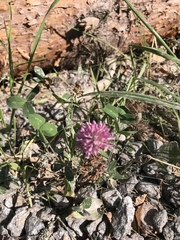 Trifolium pratense