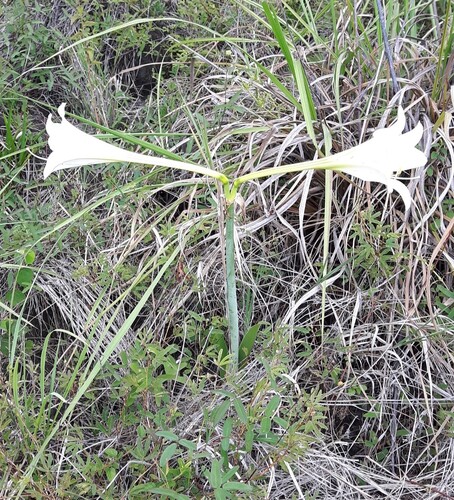 Hippeastrum elegans, photograph 4