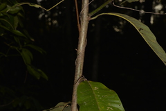 Magnolia champaca